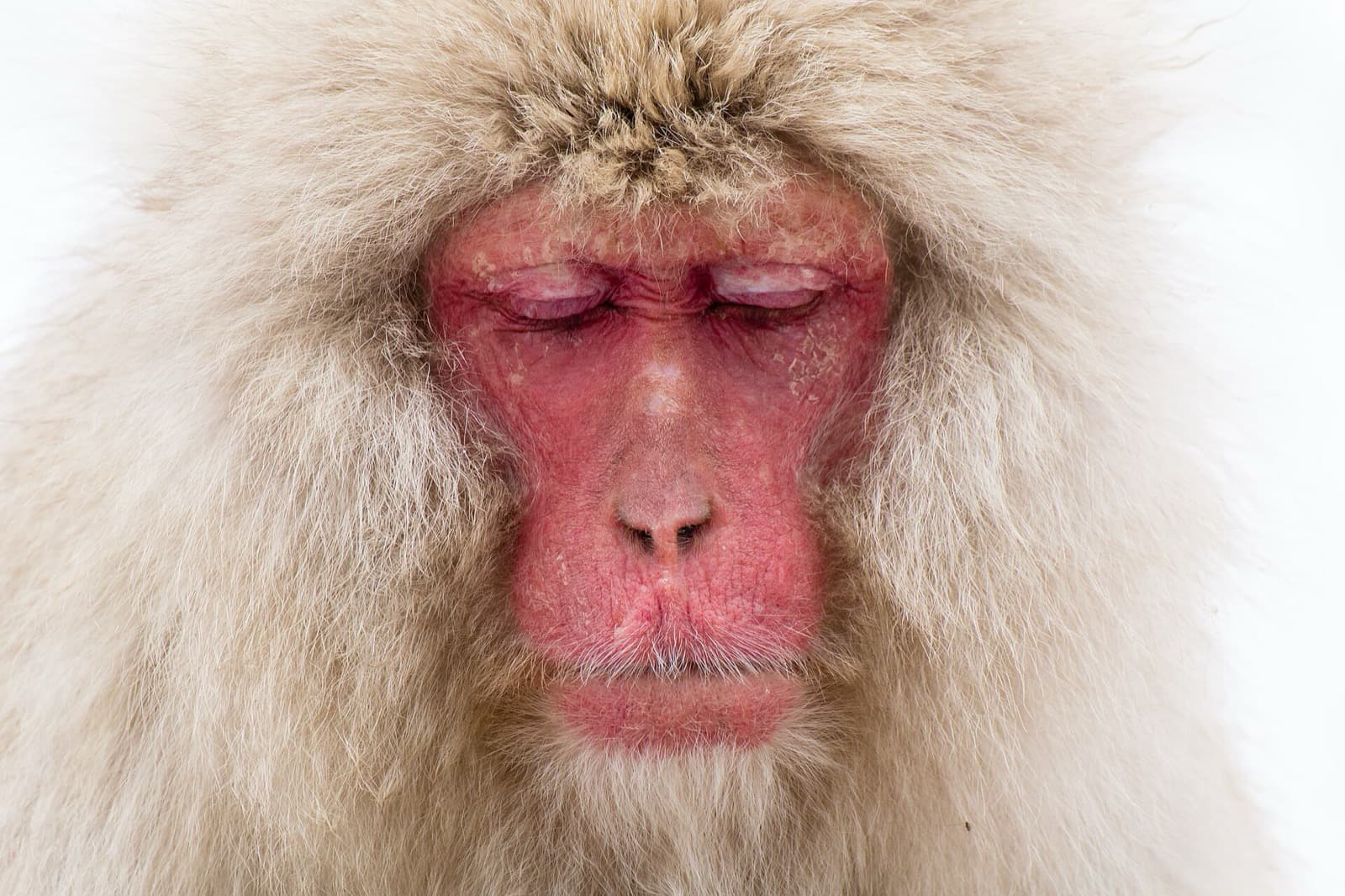 Jigokudani Snow Monkeys Day Trip from Tokyo (2026 Guide)