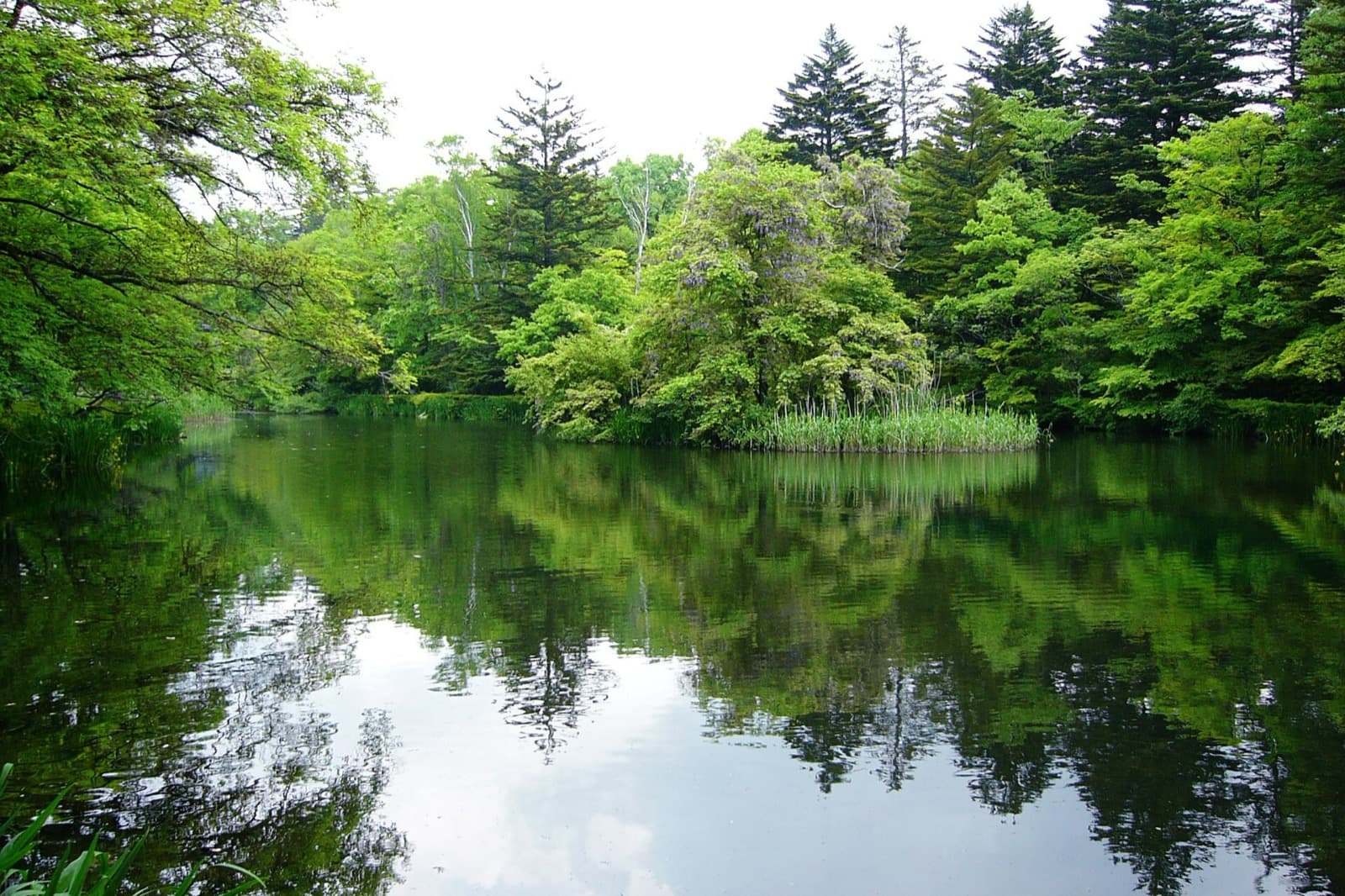 雲場池は早朝がいちばん軽い
