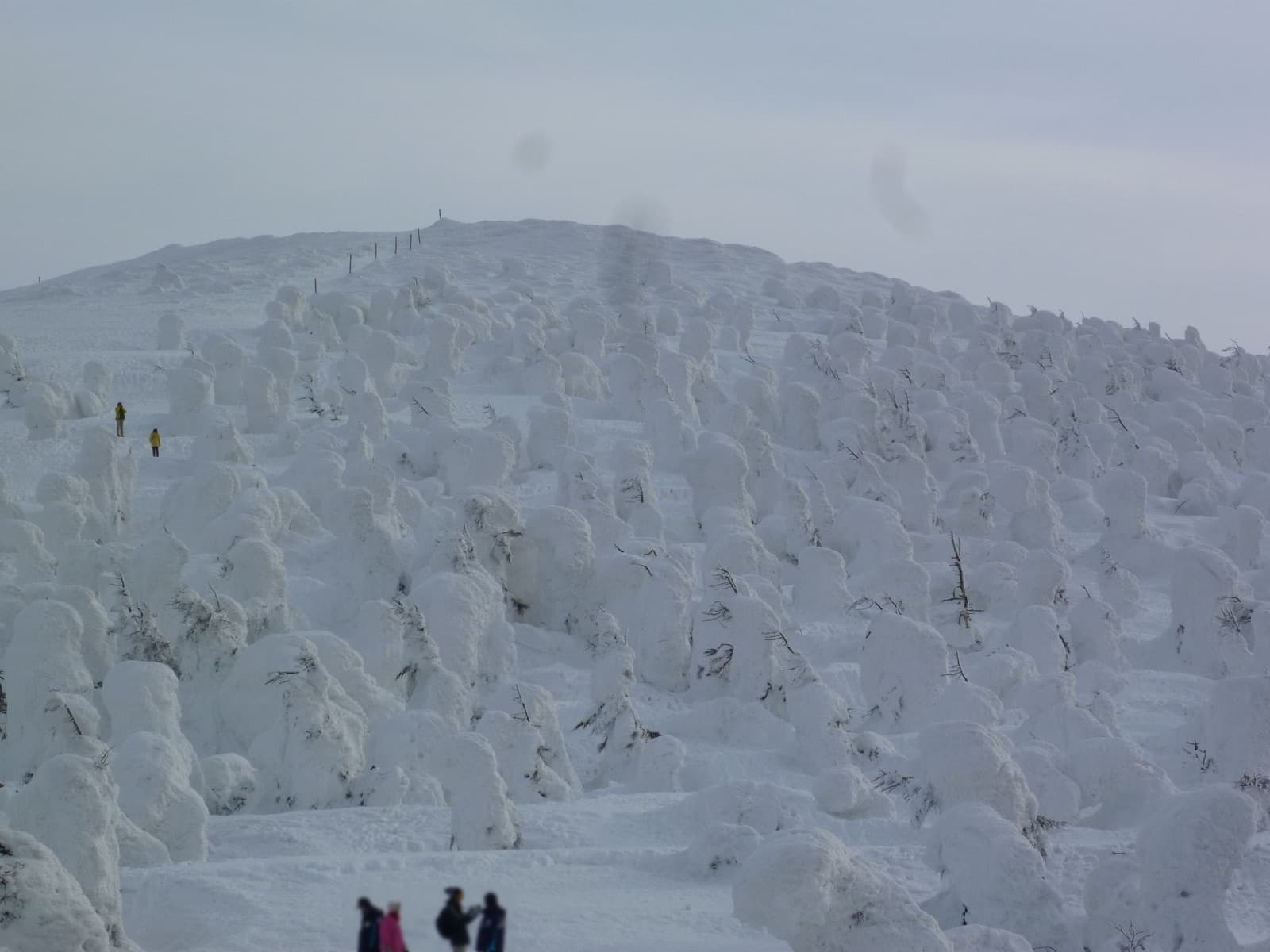 Frost-covered snow monster trees at Zao Onsen in Yamagata